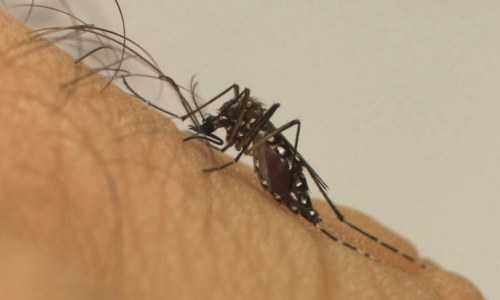 MS lança campanha de combate à dengue com foco na produção de ‘mosquitos soldados’