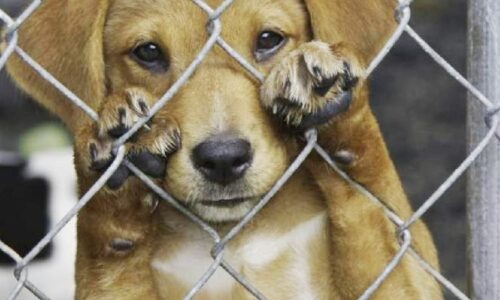 Animais que pertencem a famílias de baixa renda podem ter tratamento gratuito contra leishmaniose