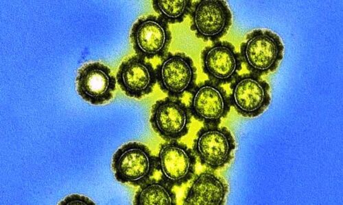 O que se sabe sobre o vírus influenza H3N2 que circula no Brasil