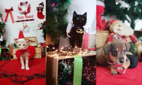 No melhor estilo ‘jingle bell’, cães e gatos de CCZ se enfeitam na magia do Natal para conseguir um lar