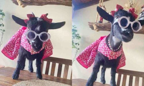 Toda estilosa, cabrinha Chanel fica ‘no jeito’ para o 1º registro pet em cartório de Campo Grande