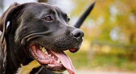 Cão da raça pitbull ataca menino de 7 anos em Ribeirão das Neves (MG)
