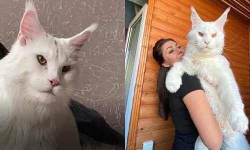 Conheça Kefir, um gato ‘gigante’ que tem chamado a atenção na internet