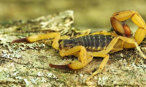 Verão acende alerta para picadas de escorpião em crianças