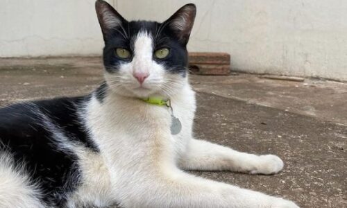 Frajola fica: após batalha judicial, sentença determina permanência de gato em condomínio