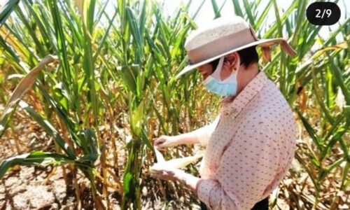 Tereza Cristina visita Naviraí, um dos municípios de MS atingidos pela estiagem