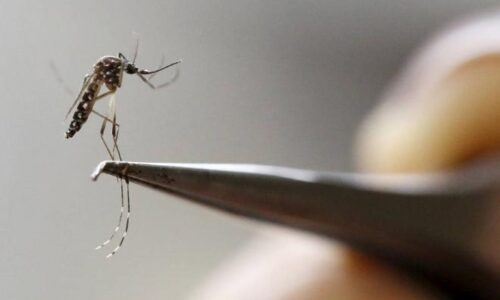 Em Campo Grande, casos de dengue caem em 80% de 2021 para 2022, diz secretária municipal de Saúde