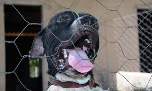 Cães e gatos poderão ser castrados e microchipados gratuitamente na próxima quarta-feira (30)