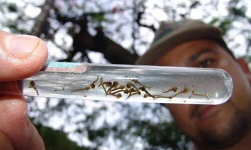 ‘Nova dengue’ pode repetir surto de 2020 em MS com contágio maior entre pessoas de 10 a 39 anos