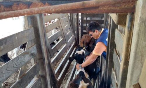 MS atinge recorde de 99,73% do rebanho vacinado contra febre aftosa