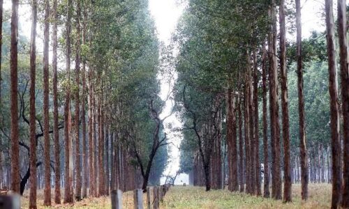 Área de florestas plantadas no Estado triplicou em uma década