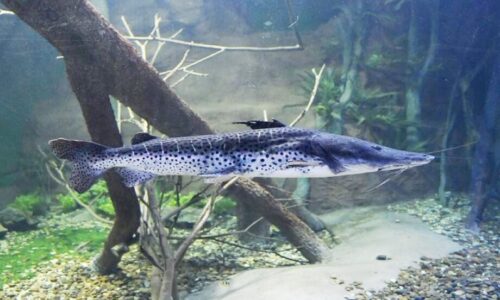 Pesca do Pintado é liberada em Mato Grosso do Sul