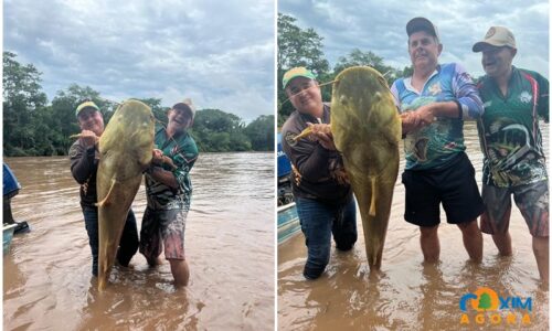 Pescadores fisgam jaú de 60 kg no Rio Coxim e devolvem peixe ao rio