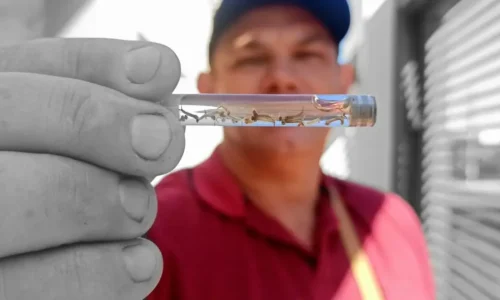 Com 33 mil casos confirmados, Mato Grosso do Sul chega a 30 mortes por dengue em 2023