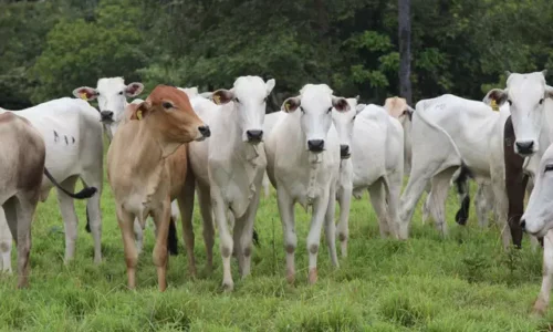 Iagro prorroga para 15 de junho cadastro da pecuária e declaração de rebanhos