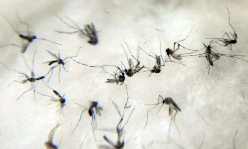 Oito vezes maior que no ano passado, casos de chikungunya em 2023 bateram recorde em MS