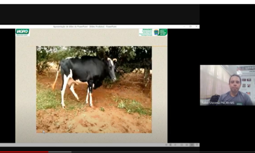 Iagro emite alerta sobre 23 casos de raiva em bovinos em Costa Rica e regiões