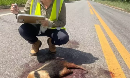 “Bonito para quem?” Em 40 dias, pesquisadora mapeia 463 animais atropelados