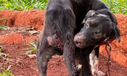 Amarrada e sem alimento, cadela é resgatada de chácara e dono preso