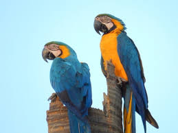 Arara-azul é oficializada como ave símbolo de Mato Grosso do Sul
