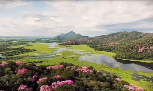 Câmara aprova regras para conservação e uso sustentável do Pantanal