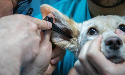 Campo Grande segue obrigada a oferecer atendimento veterinário 24h