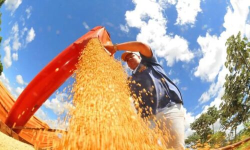 Para Conab, Brasil deve ter nova safra recorde de grãos em 2025/26