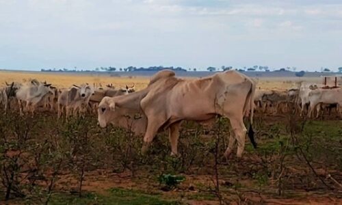 Mais de 700 bois são encontrados em situação de abandono e fome em fazenda de Paraíso das Águas