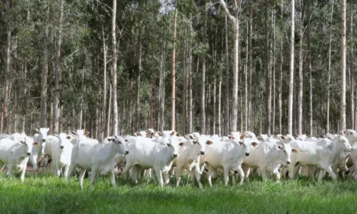 Produtores de MS devem declarar rebanhos até dia 1º de dezembro; omissão leva a bloqueio e multas
