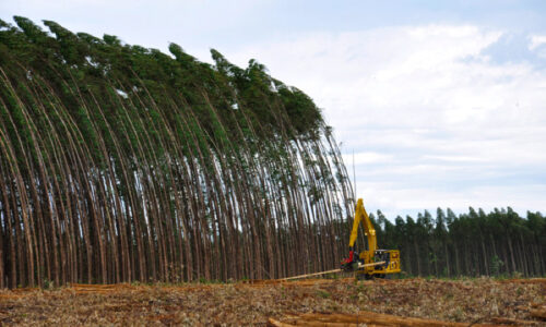 Governo amplia regras para o cultivo de eucalipto e estende prazo para cadastro no MS Agrodata