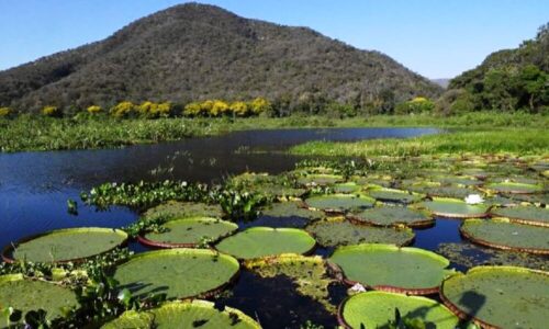 MS adota todos os mecanismos de governança climática e se destaca 
