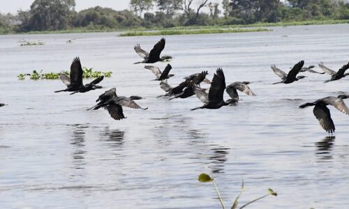 COP15 deve reunir até 3 mil especialistas de 100 países em Mato Grosso do Sul