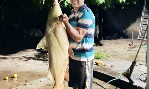 Jaú de 43 quilos é capturado no Rio Taquari e impressiona pescadores em Coxim