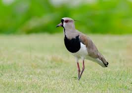 O QUERO-QUERO É UM DOS SÍMBOLOS DO RIO GRANDE DO SUL