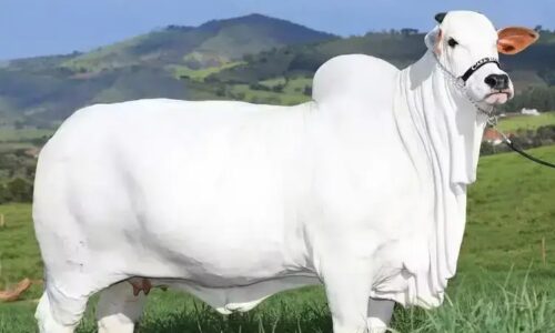 Valor da vaca mais cara do mundo impressiona e ela é brasileira