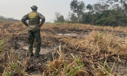 Pantanal já soma mais de 80 mil hectares queimados em Mato Grosso do Sul