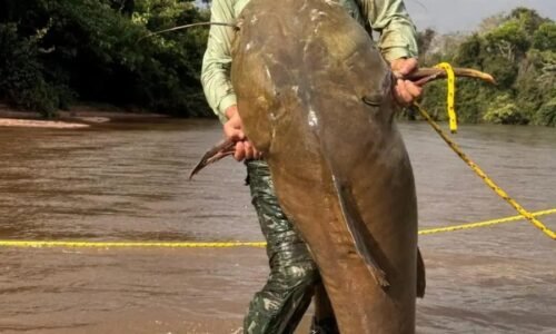 Pescador de Costa Rica fisga jaú de cerca de 80 quilos no Rio Taquari, em Alcinópolis