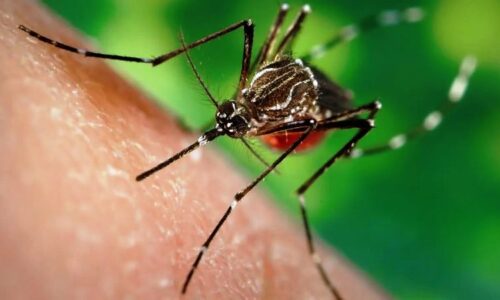 Mato Grosso do Sul confirma 9,7 mil casos de Chikungunya e 28 mortes