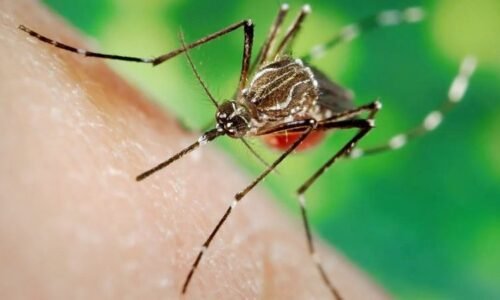 Chikungunya já matou 31 pessoas e infectou mais de 10,8 mil em MS 